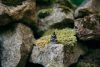 Photo Zen meditation - Zen garden