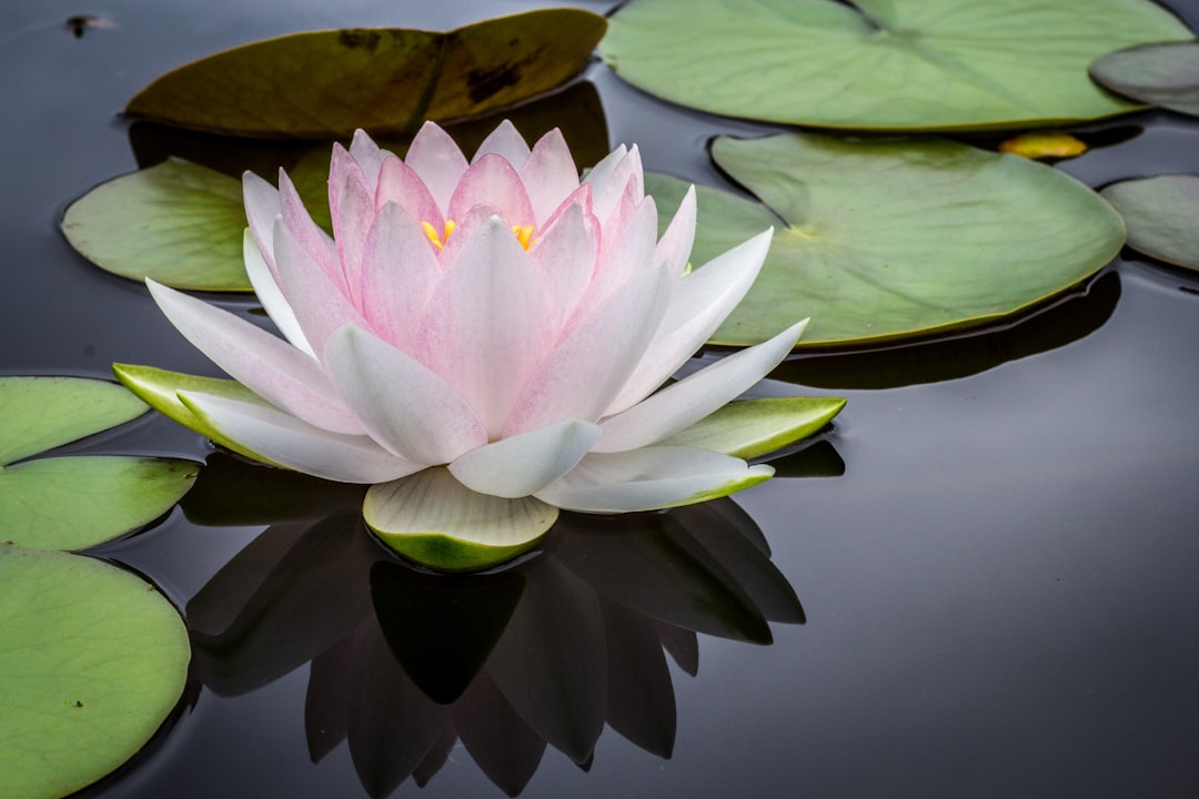 Photo Meditation: Zen garden