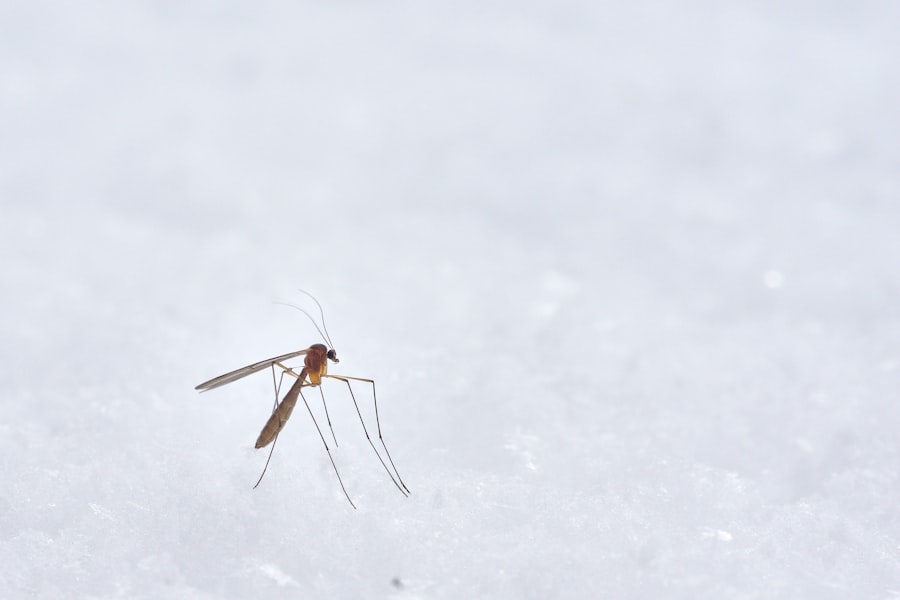 Vacuna contra la malaria: avances y desafíos