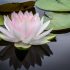 Meditación Zen: Encuentra la paz interior.